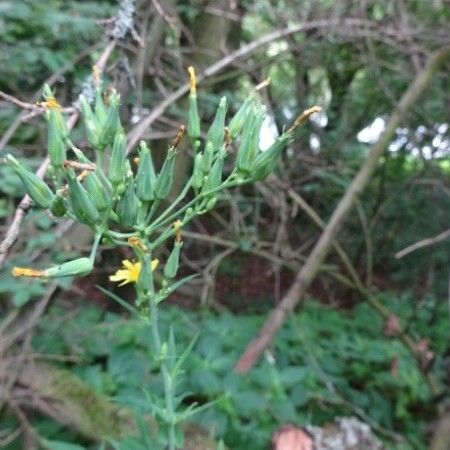 Lactuca quercina Blomst