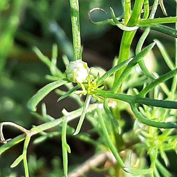 Matricaria chamomilla Folla