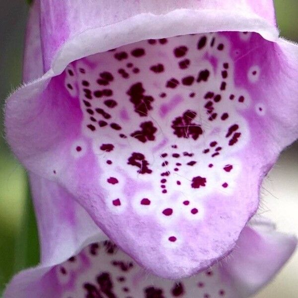 Digitalis purpurea अन्य