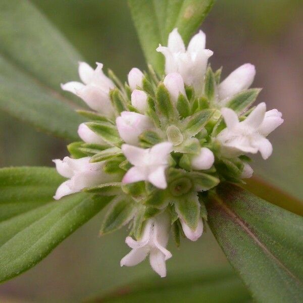 Spermacoce glabra Blomst