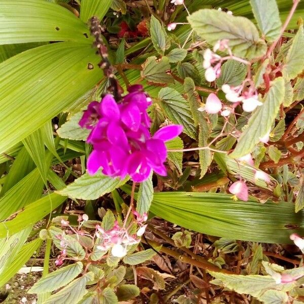 Spathoglottis plicata Квітка