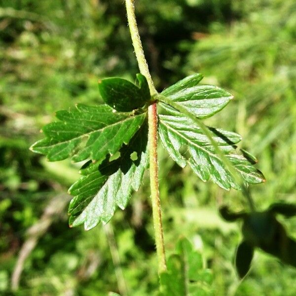 Potentilla erecta Leaf