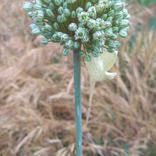 Allium ampeloprasum Blomma