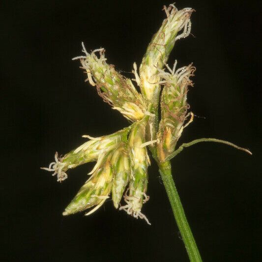 Carex brizoides Flower