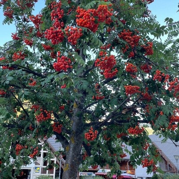 Sorbus hybrida Φρούτο