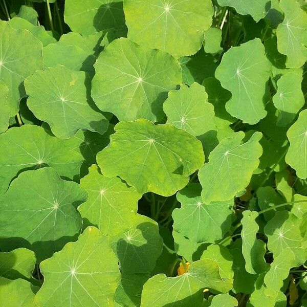 Tropaeolum majus Лист