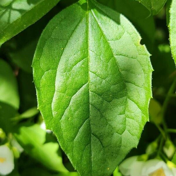 Philadelphus coronarius Blad