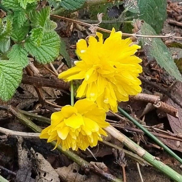 Kerria japonica Flor