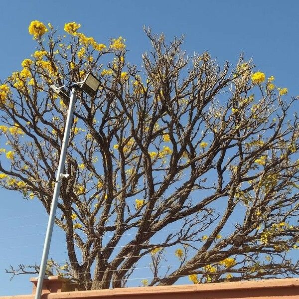 Tabebuia aurea Virág