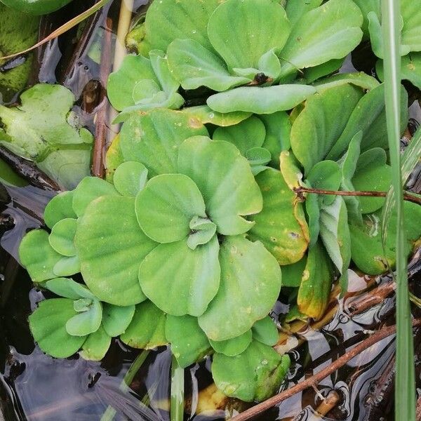 Pistia stratiotes Foglia