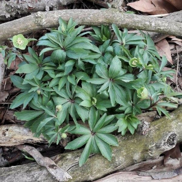 Helleborus viridis 整株植物