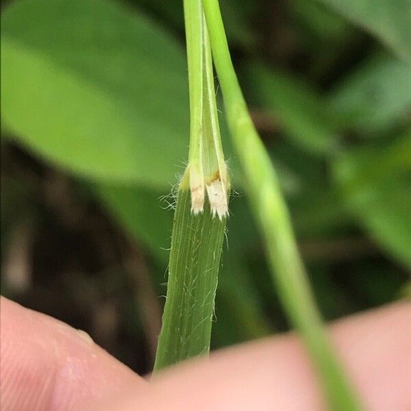 Brachypodium sylvaticum Folla