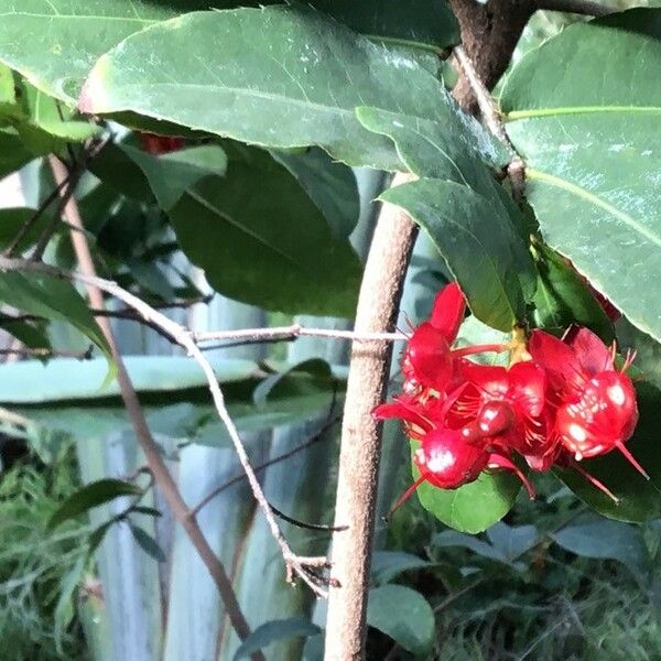 Ochna serrulata Flower