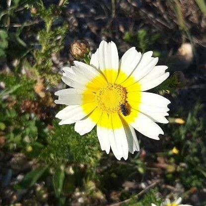 Glebionis coronaria ফুল