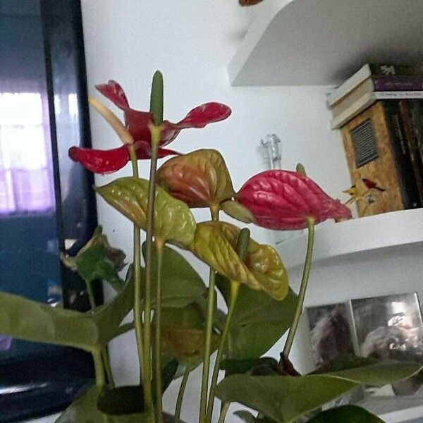 Anthurium andraeanum Blad