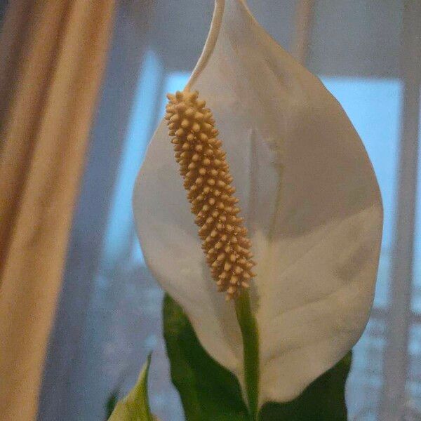 Spathiphyllum cochlearispathum Квітка