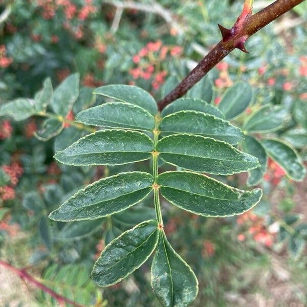 Zanthoxylum bungeanum ᱥᱟᱠᱟᱢ