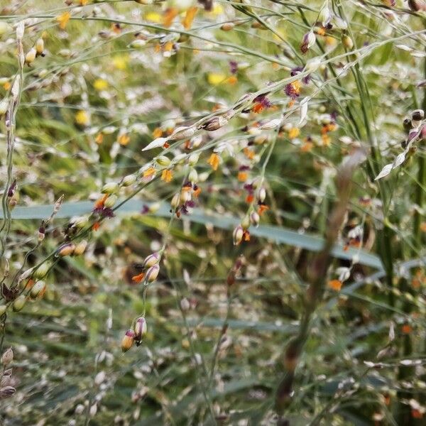 Panicum repens Цвят