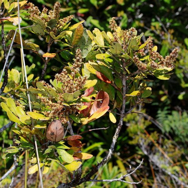 Gongrodiscus parvifolius