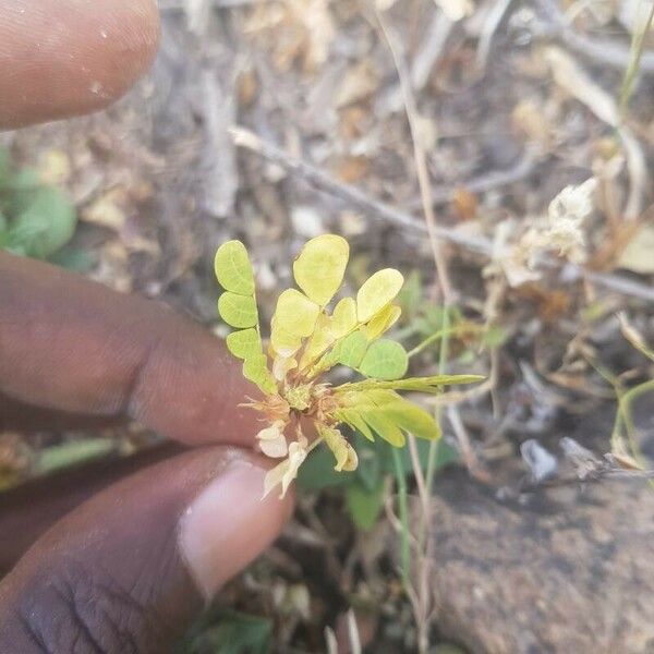 Biophytum abyssinicum Folha