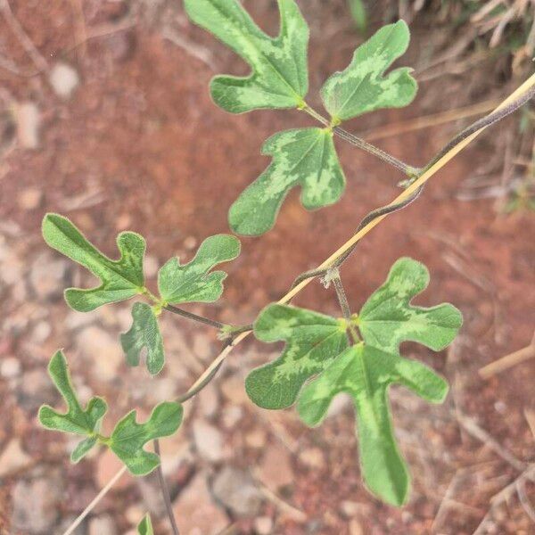 Vigna frutescens पत्ता