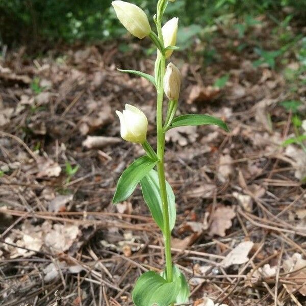 Cephalanthera damasonium Virág