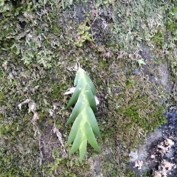 Oberonia disticha Leaf