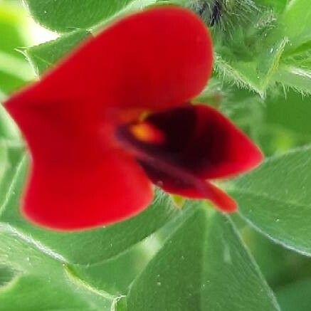 Lotus tetragonolobus Λουλούδι