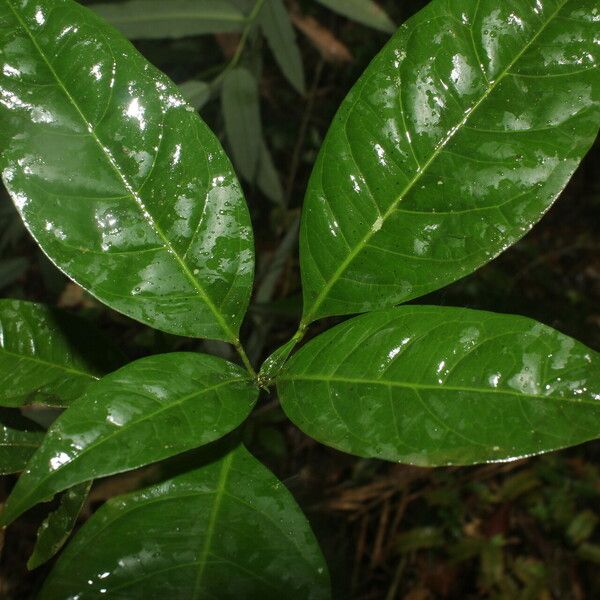 Peltostigma guatemalense 葉