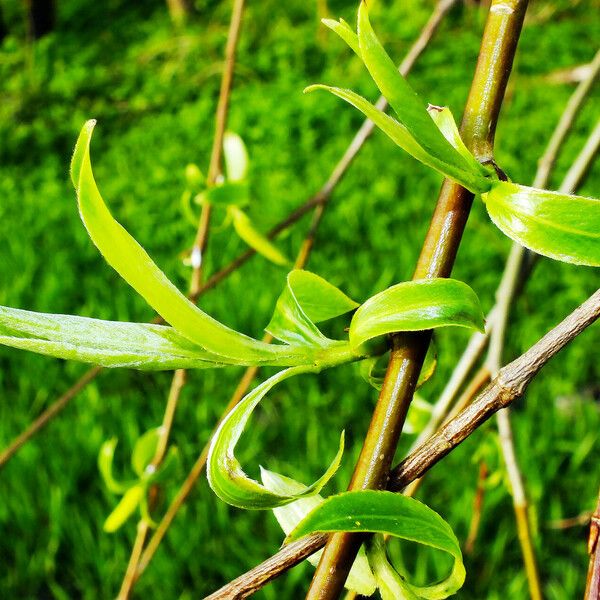 Salix triandra Yaprak