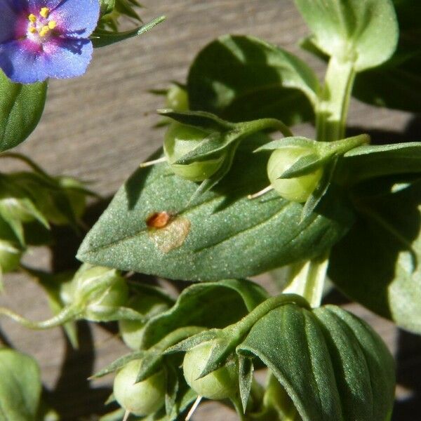 Lysimachia arvensis Фрукт