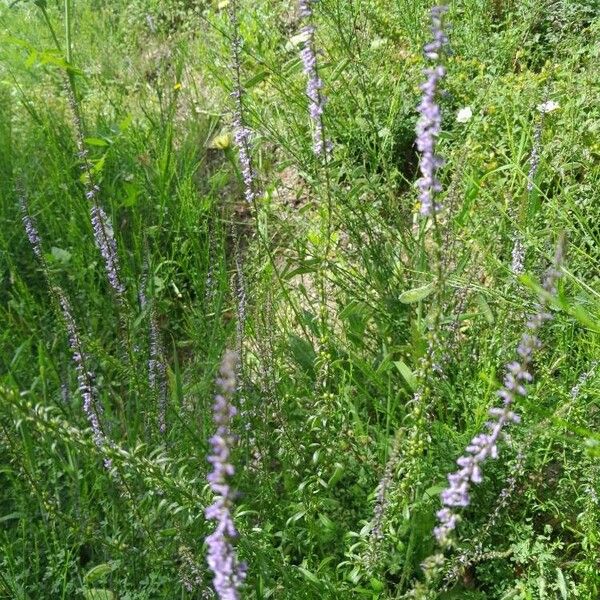 Anarrhinum bellidifolium Blomma