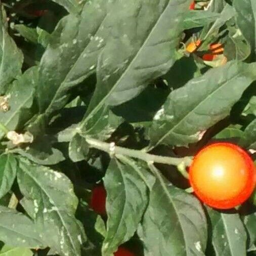 Solanum pseudocapsicum 葉