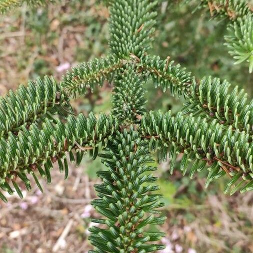 Abies pinsapo Lehti