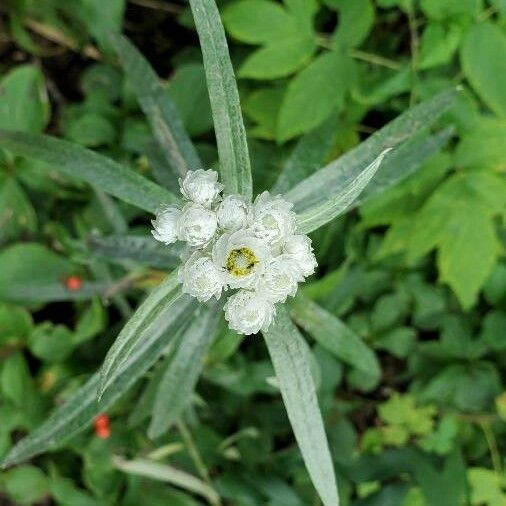 Anaphalis margaritacea Květ