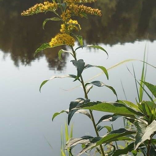 Solidago gigantea Хабит