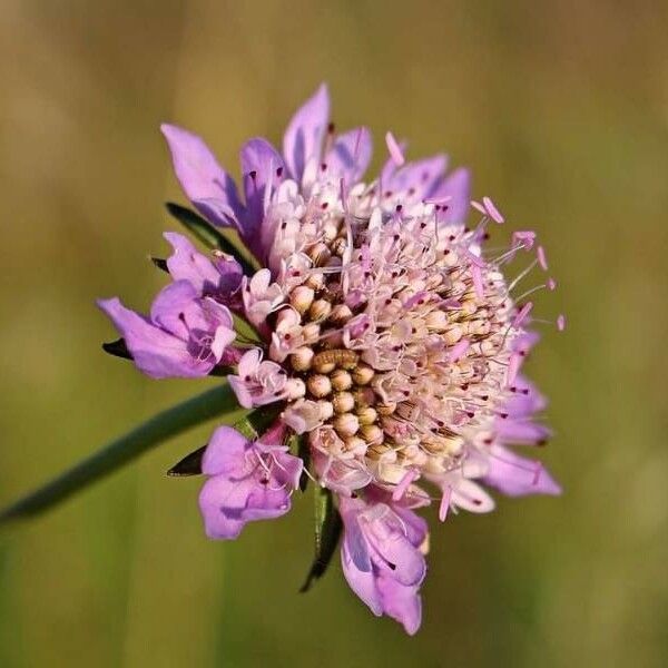 Scabiosa atropurpurea Kukka