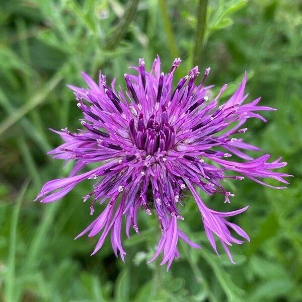 Centaurea scabiosa Flor