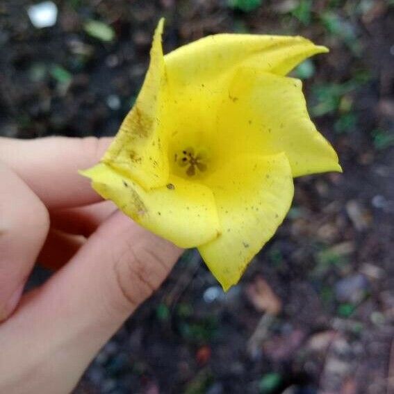 Cascabela thevetia Flower