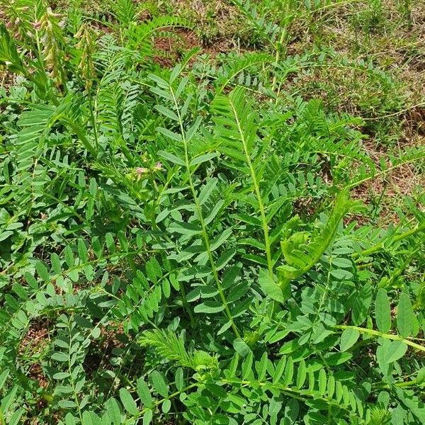 Astragalus atropilosulus Levél