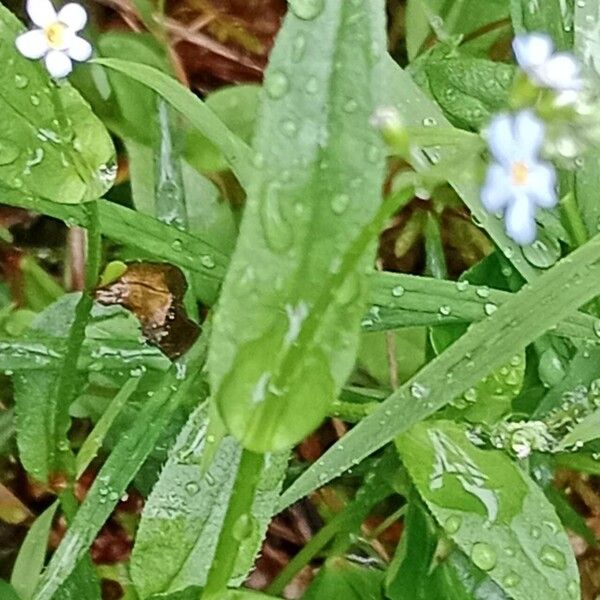 Myosotis scorpioides पत्ता