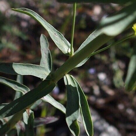 Euphorbia biumbellata Folla