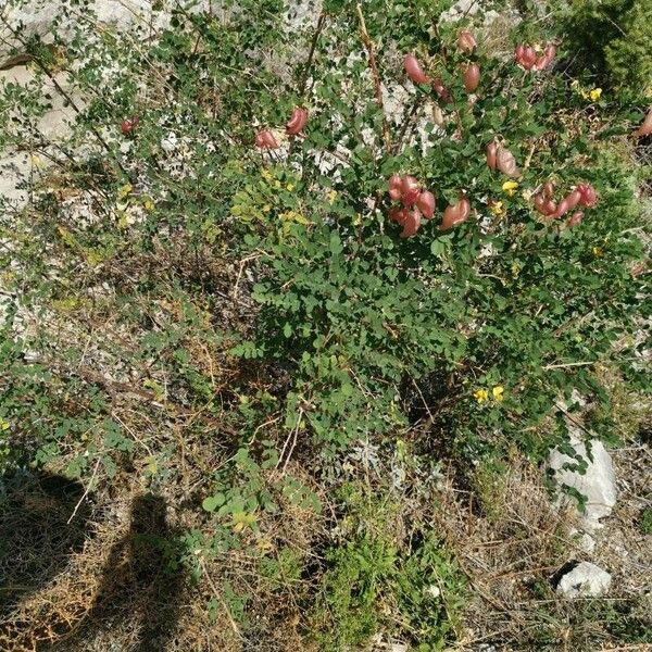 Colutea arborescens Συνήθη χαρακτηριστικά