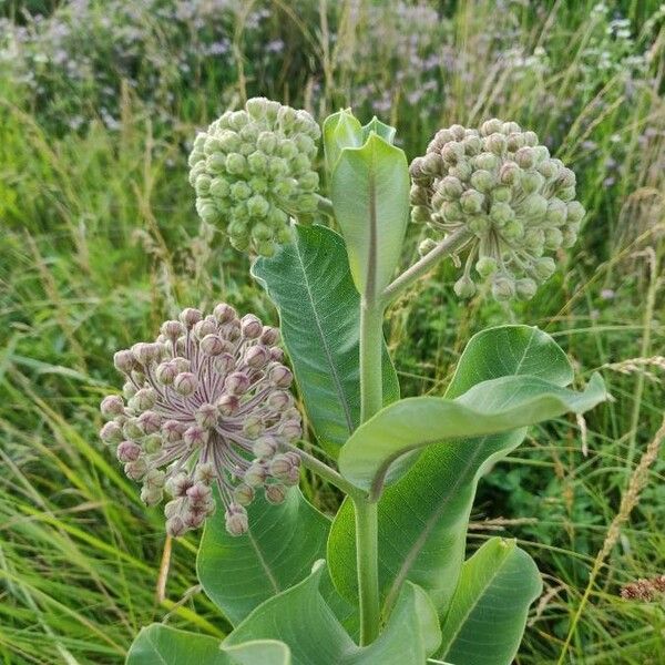 Asclepias viridiflora Flors