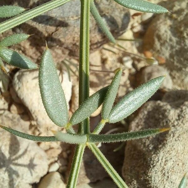 Fagonia indica ᱥᱟᱠᱟᱢ