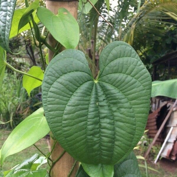 Dioscorea bulbifera Blatt