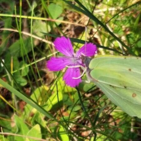 Dianthus carthusianorum Flor