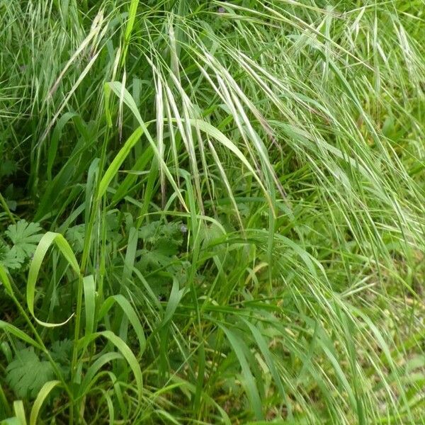 Anisantha sterilis Hoja