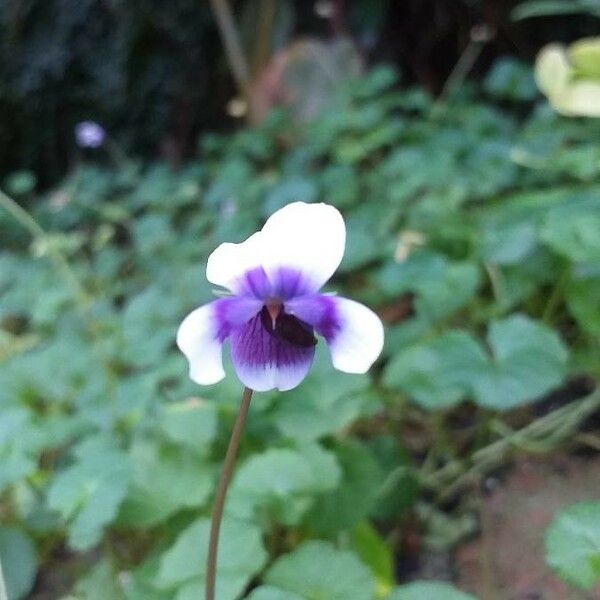 Viola hederacea Kwiat