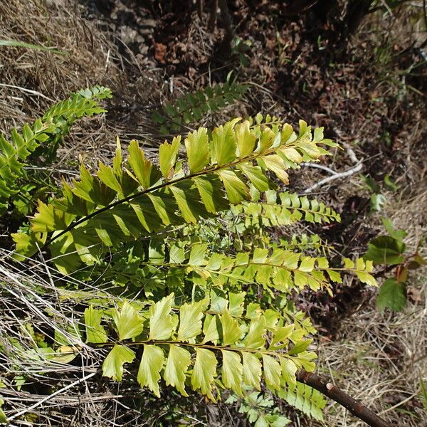 Asplenium stuhlmannii Folha